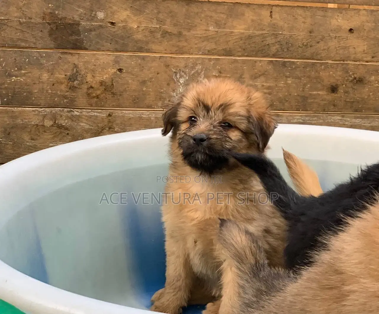 1-3 months Male Purebred Stabyhoun