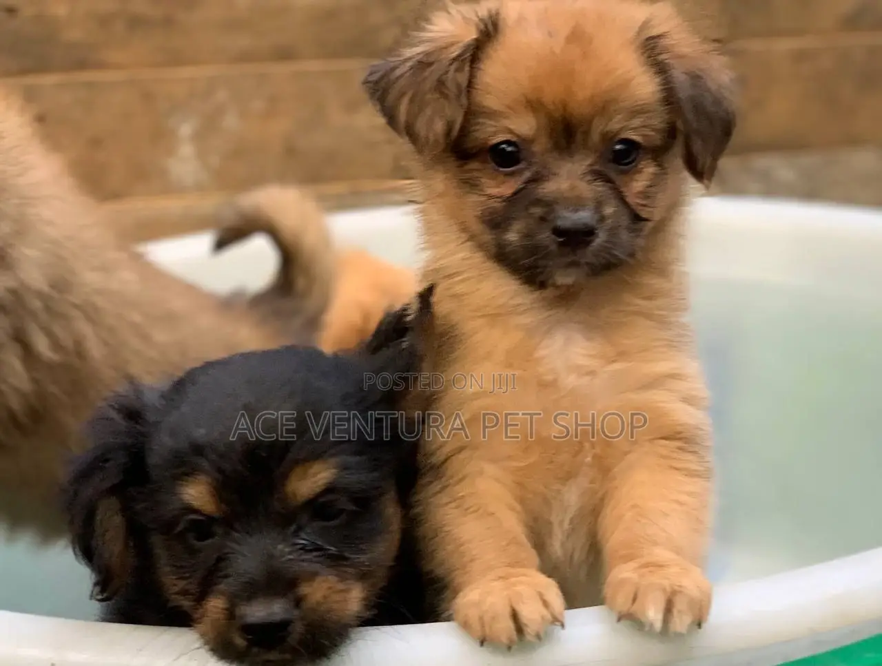 1-3 months Male Purebred Stabyhoun