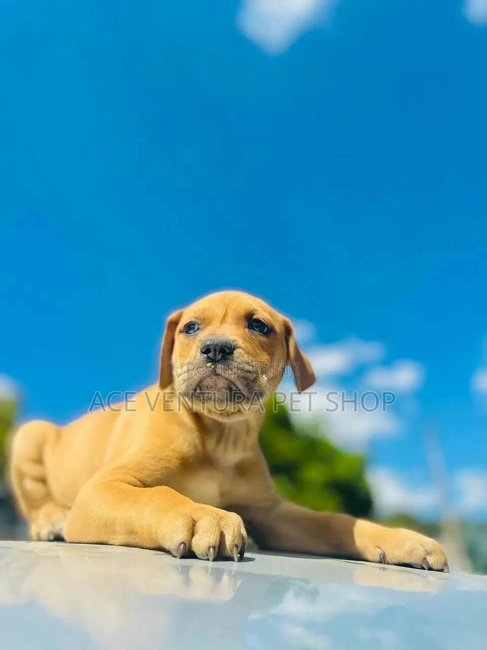 1-3 months Male Purebred American Pit Bull Terrier