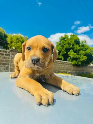 1-3 months Male Purebred American Pit Bull Terrier