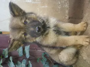 Photo - 1-3 months Male Purebred German Shepherd
