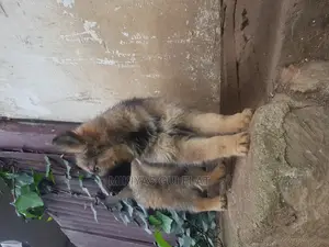 1-3 months Male Purebred German Shepherd