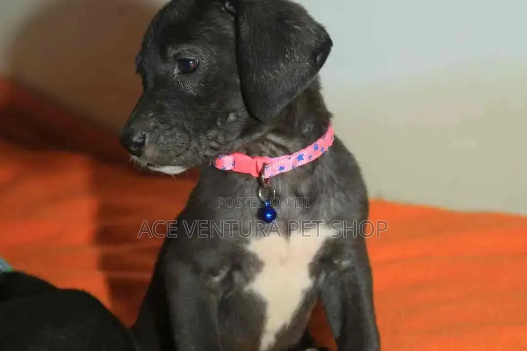 1-3 months Male Purebred Great Dane