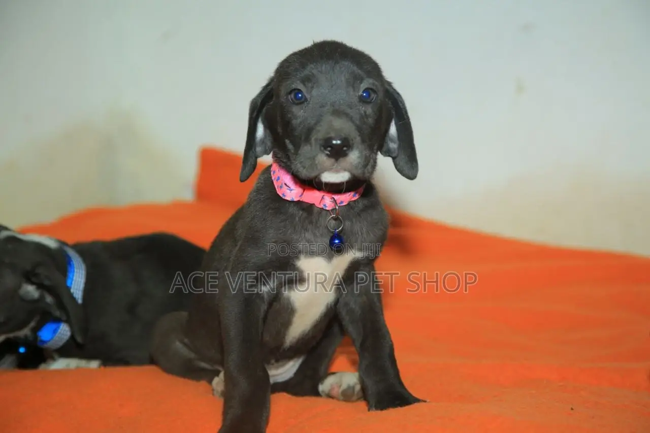 1-3 months Male Purebred Great Dane