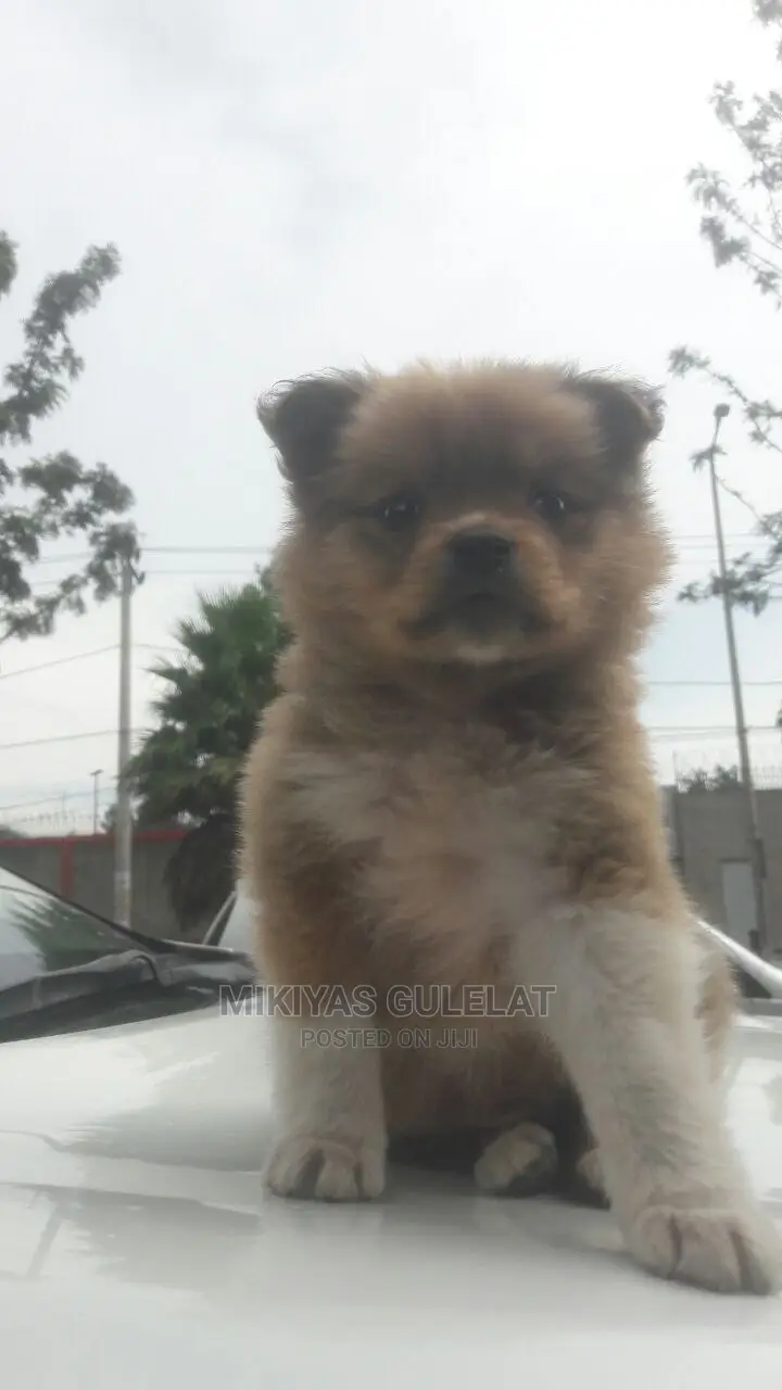 1-3 months Male Purebred Maltese