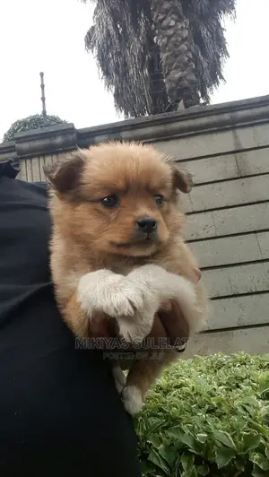 1-3 months Male Purebred Maltese