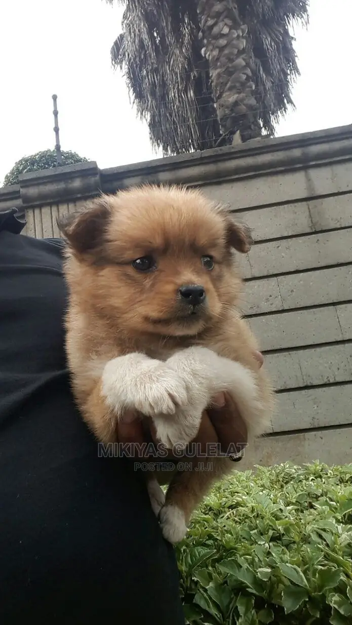 1-3 months Male Purebred Maltese