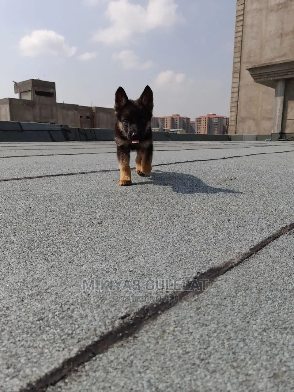 1-3 months Male Purebred German Shepherd