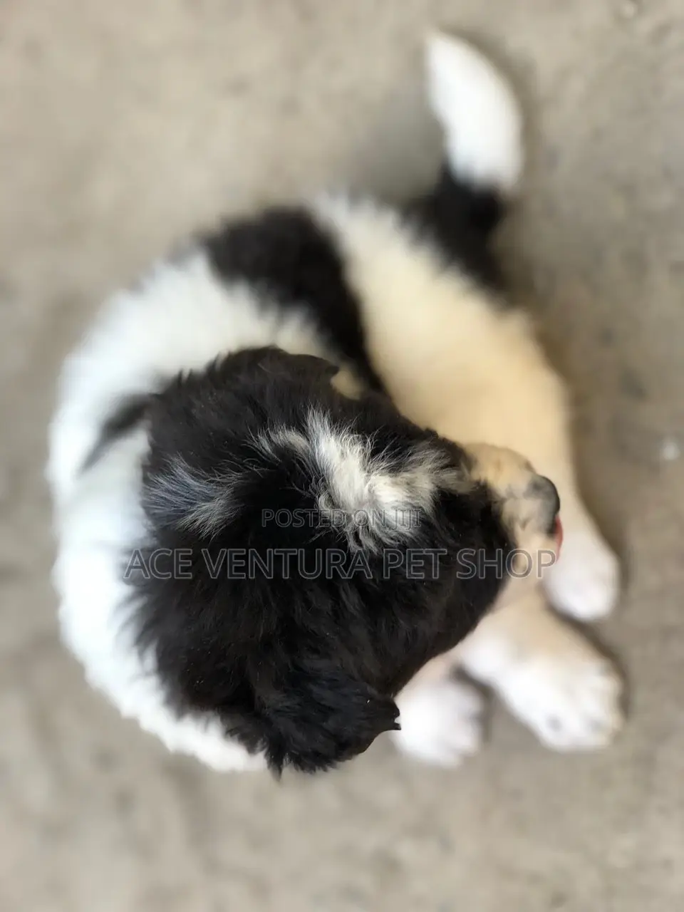 1-3 months Male Purebred Maltese