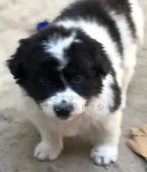 1-3 months Male Purebred Maltese