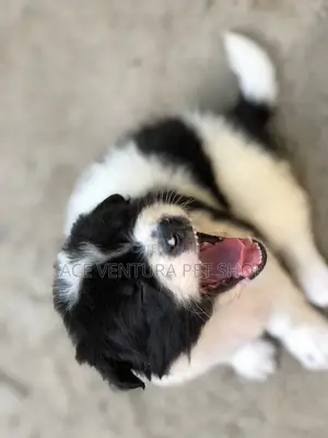 1-3 months Male Purebred Maltese