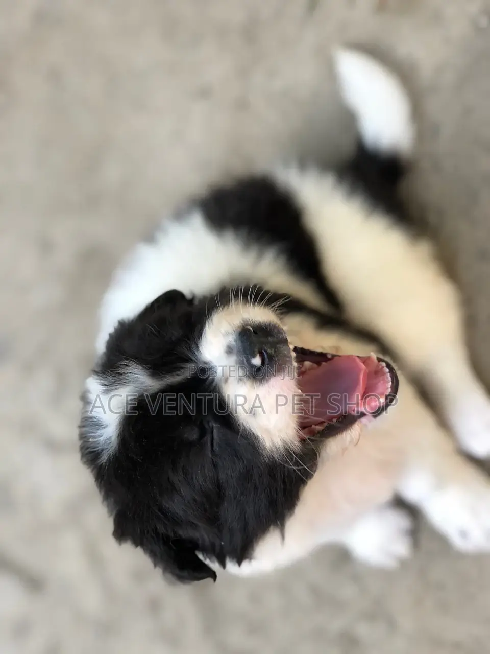 1-3 months Male Purebred Maltese