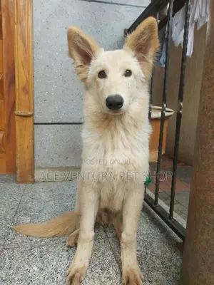 6-12 months Male Purebred German Shepherd