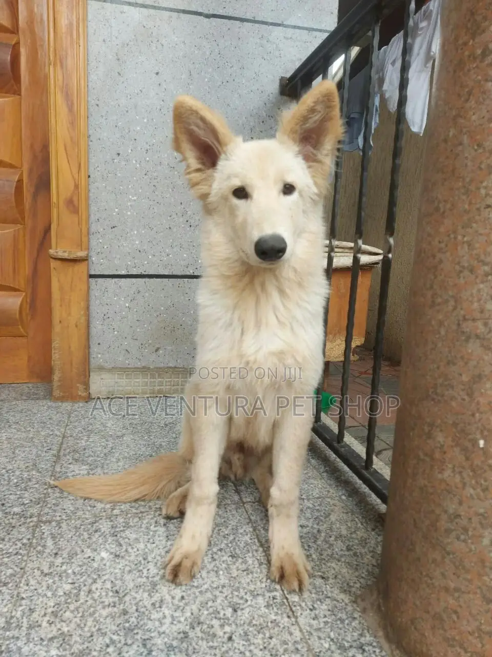 6-12 months Male Purebred German Shepherd