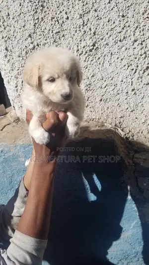 Photo - 1-3 months Male Purebred Maltese