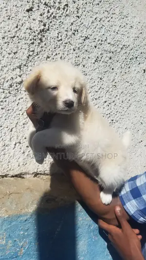 1-3 months Male Purebred Maltese