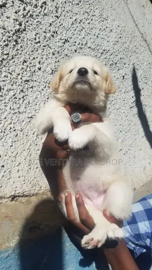 1-3 months Male Purebred Maltese