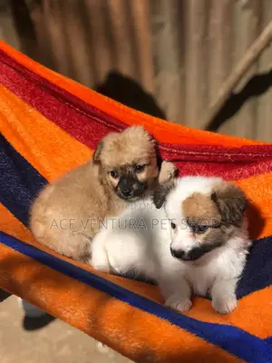 1-3 months Male Purebred Maltese