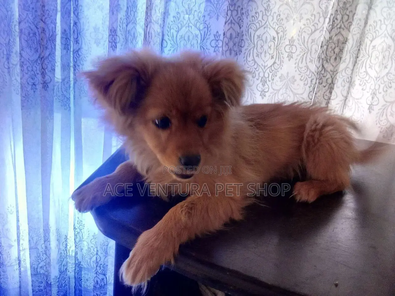 1-3 months Male Purebred Maltese