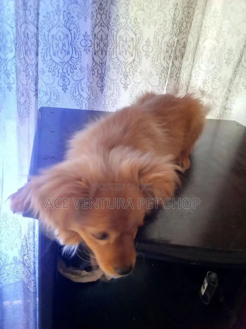 1-3 months Male Purebred Maltese