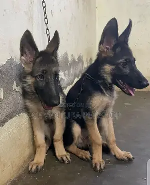 Photo - 3-6 months Male Purebred German Shepherd