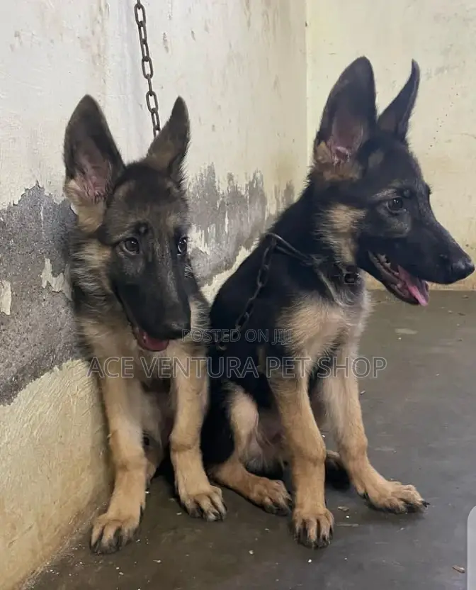 3-6 months Male Purebred German Shepherd