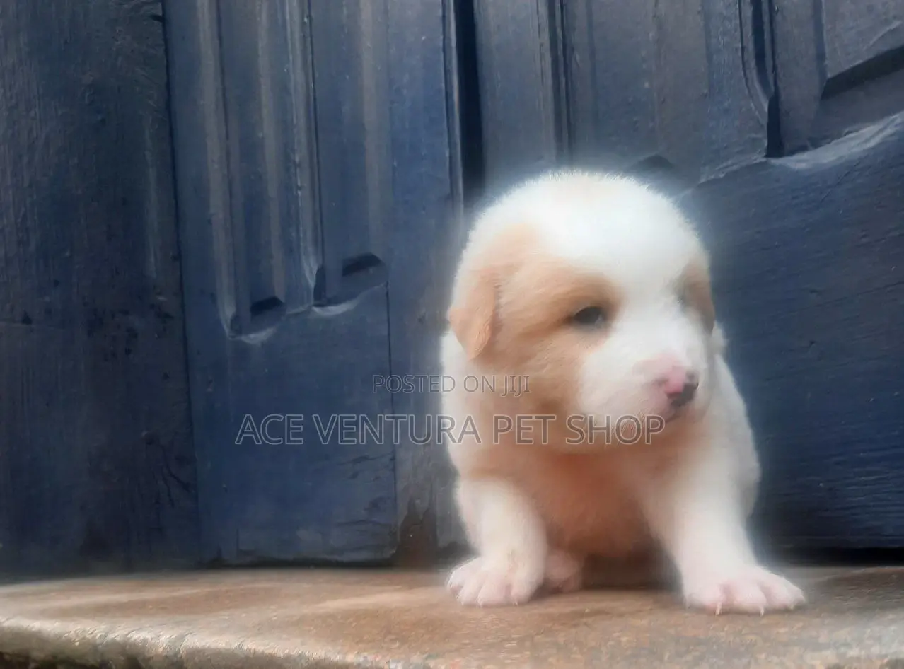 1-3 months Male Purebred Maltese