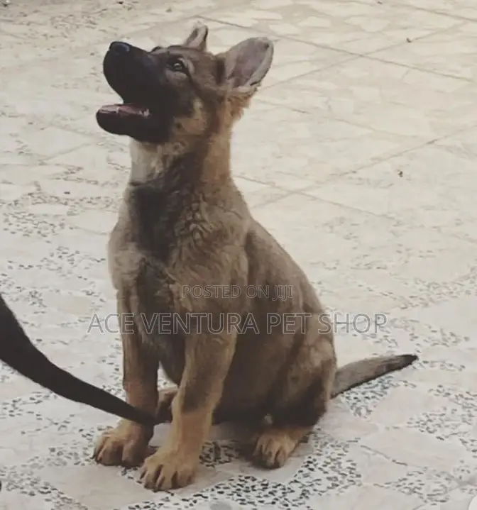 1-3 months Male Purebred German Shepherd