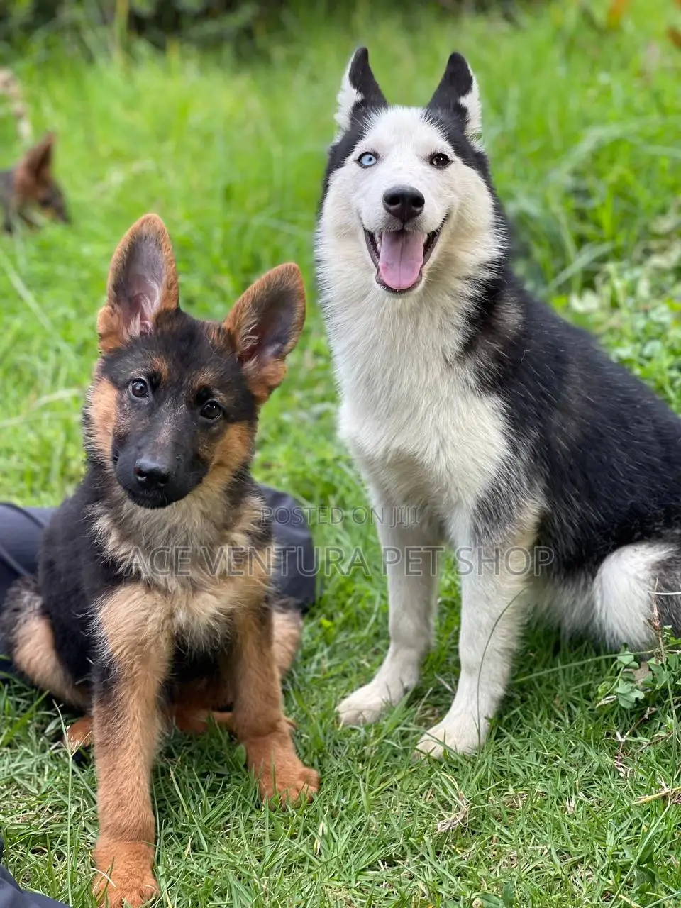 1-3 months Male Purebred German Shepherd