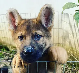 Photo - 1-3 months Male Purebred German Shepherd