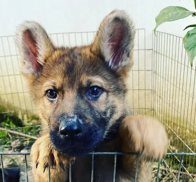 1-3 months Male Purebred German Shepherd