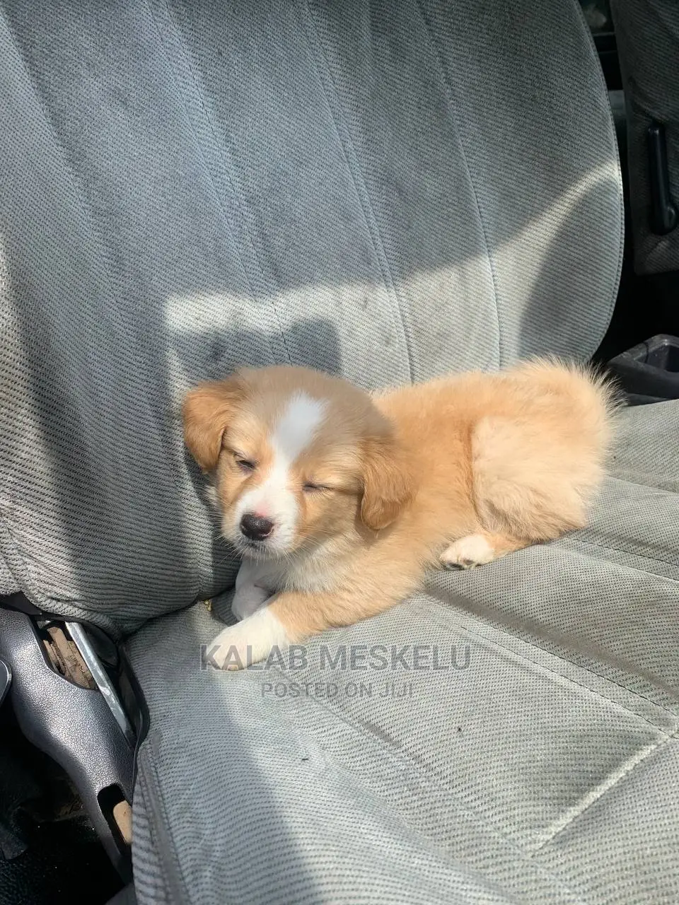 3-6 months Female Purebred Maltese