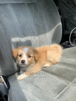 3-6 months Female Purebred Maltese