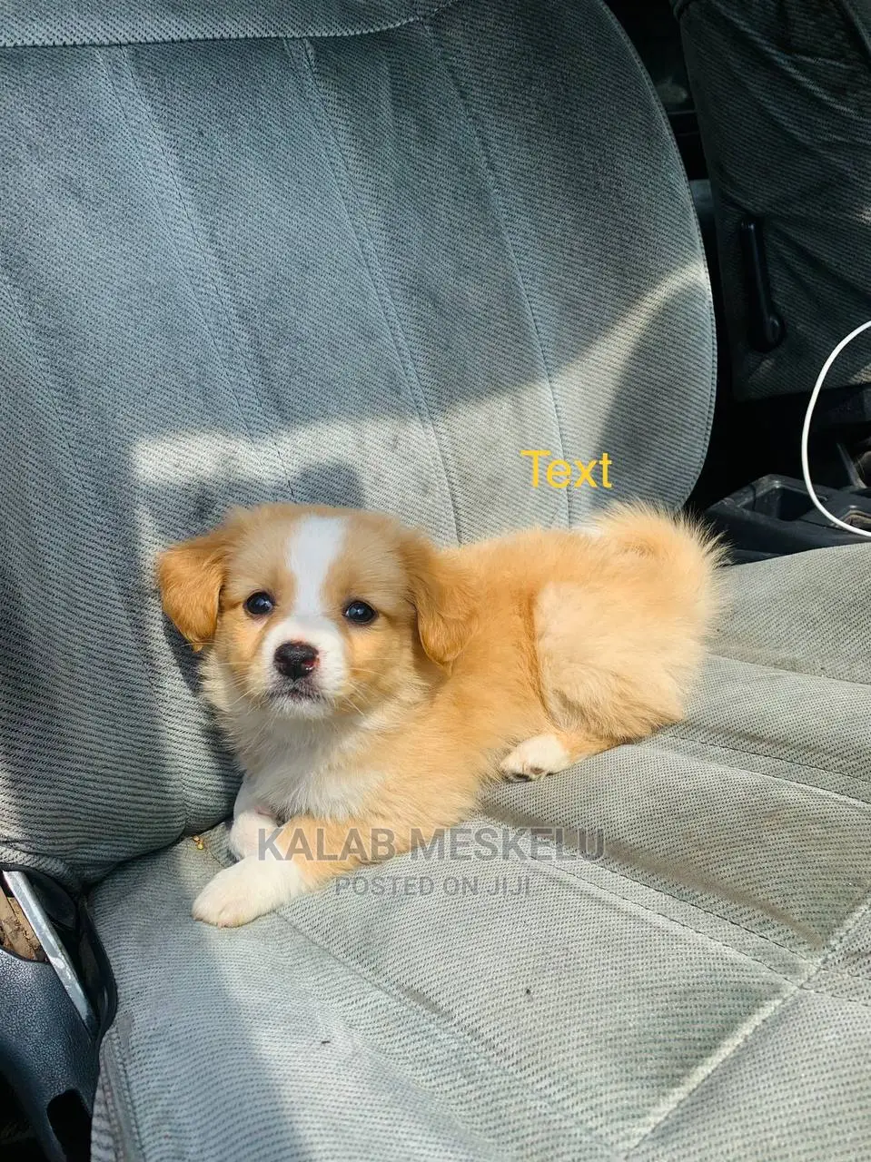 3-6 months Female Purebred Maltese