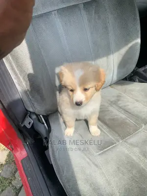 1-3 months Female Purebred Siberian Husky