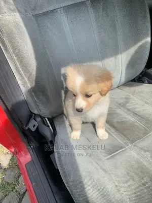 1-3 months Female Purebred Siberian Husky