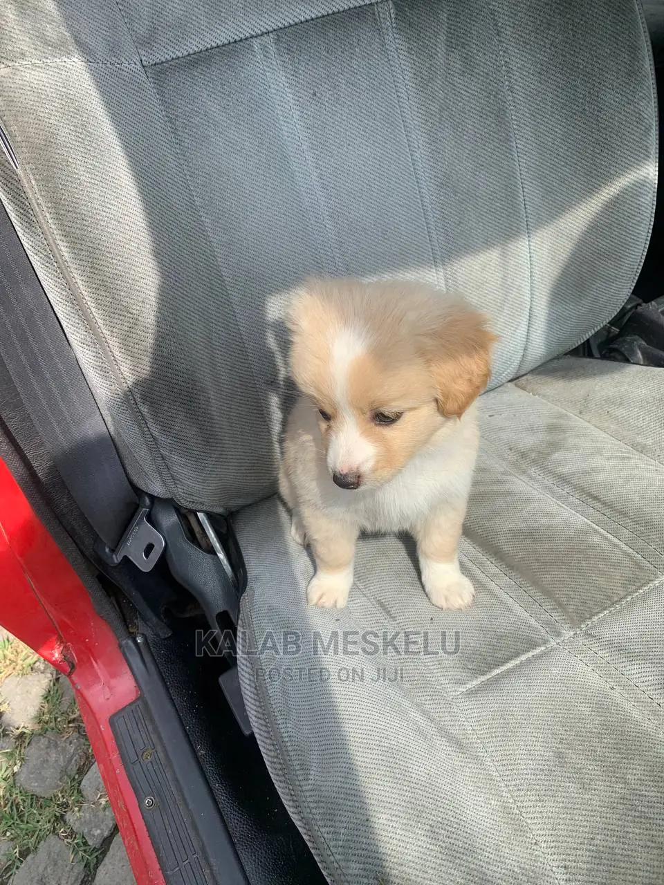 1-3 months Female Purebred Siberian Husky