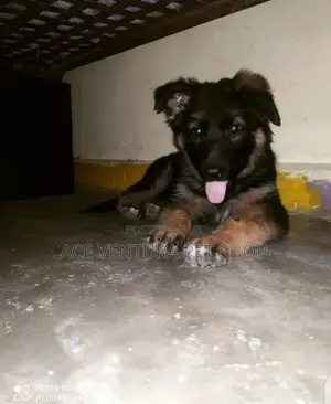 Photo - 1-3 months Male Purebred German Shepherd