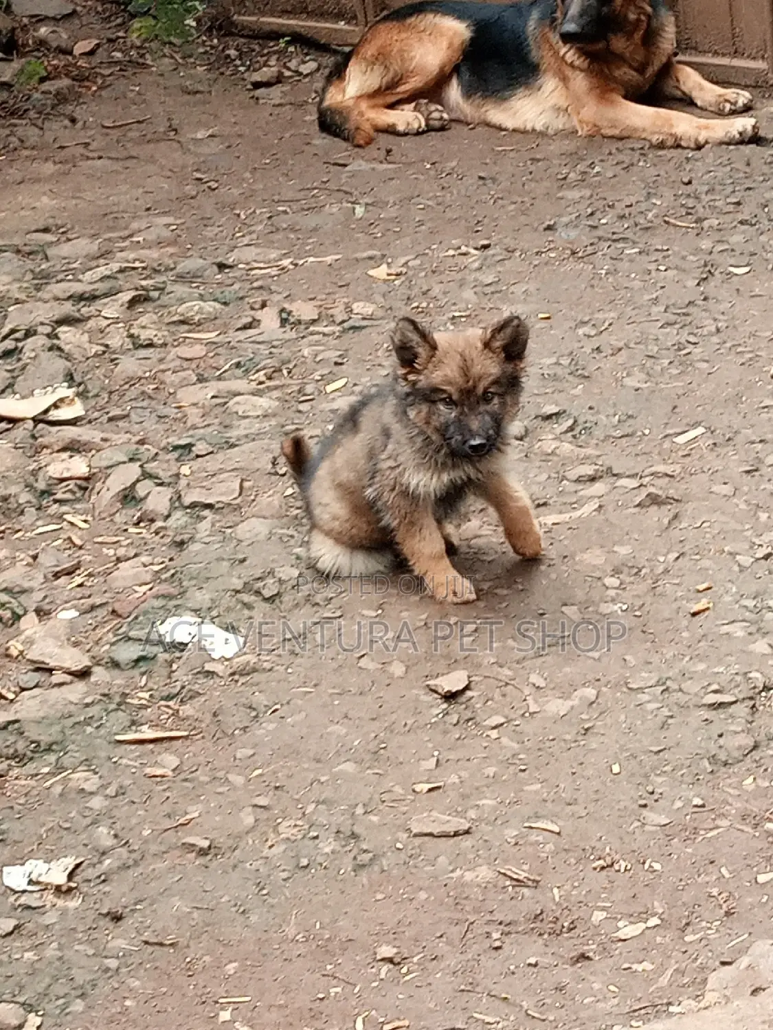 1-3 months Male Purebred German Shepherd