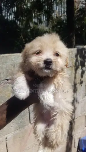 Photo - 1-3 months Male Purebred Maltese