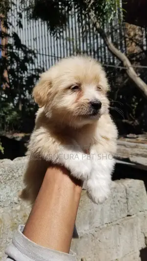 1-3 months Male Purebred Maltese