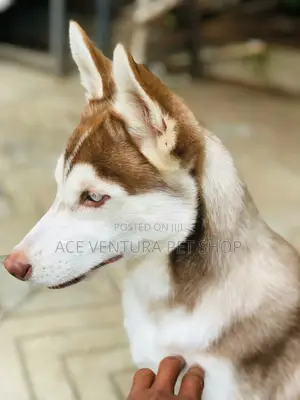 Photo - 1-3 months Male Purebred Siberian Husky