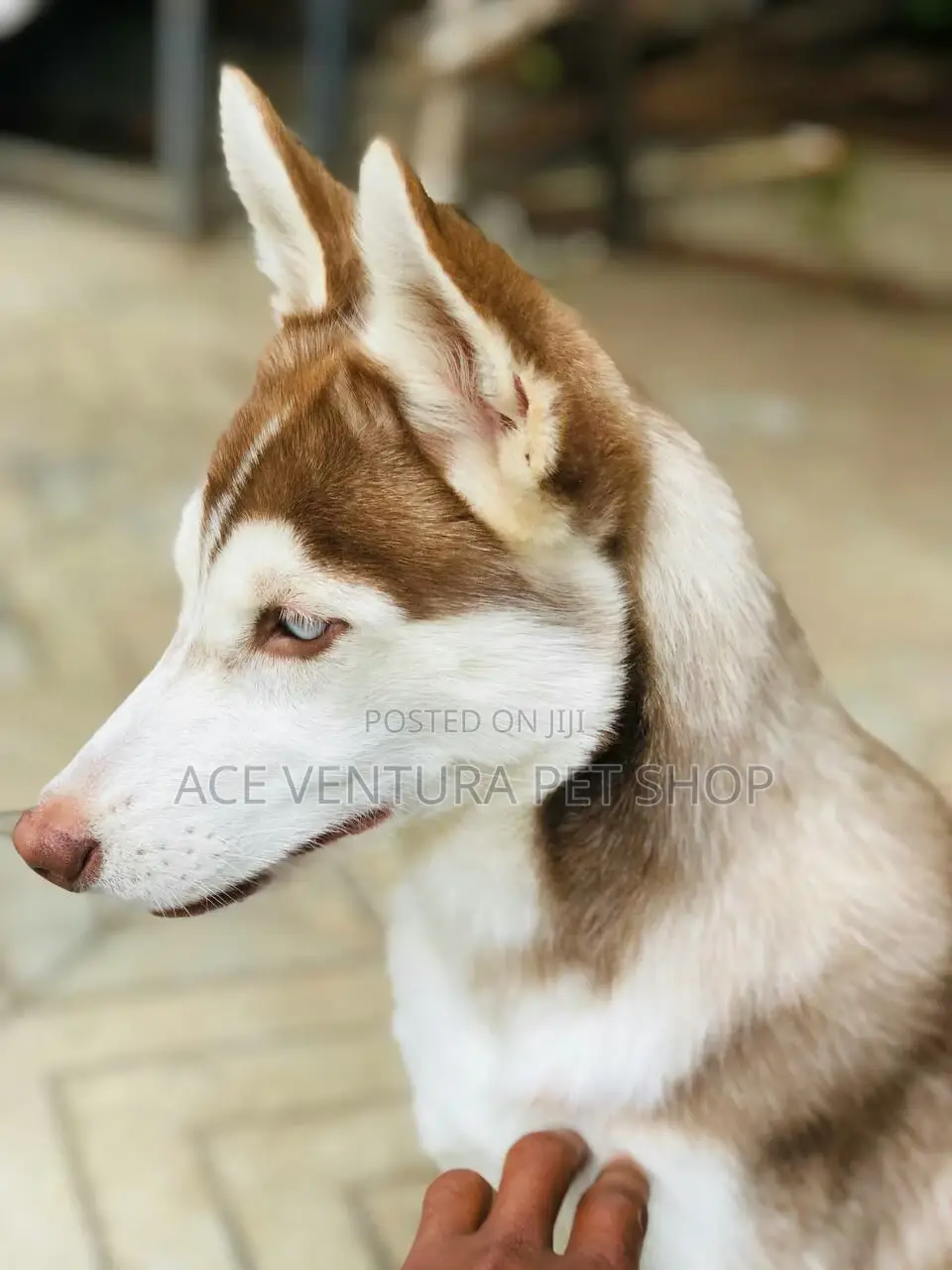 1-3 months Male Purebred Siberian Husky