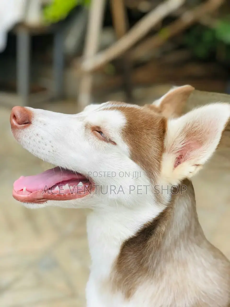 1-3 months Male Purebred Siberian Husky