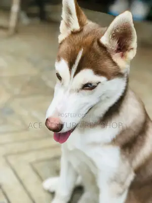 1-3 months Male Purebred Siberian Husky