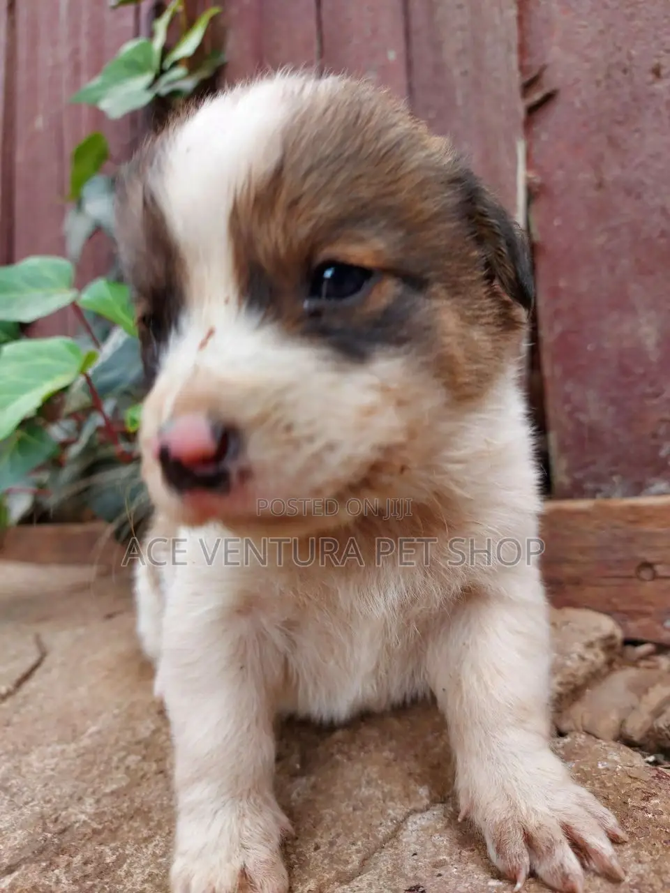 1-3 months Male Purebred Maltese