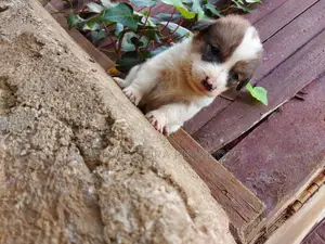 1-3 months Male Purebred Maltese