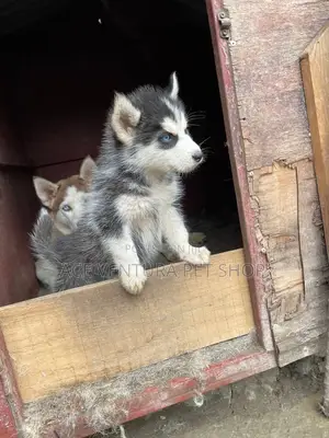 Photo - 1-3 months Male Purebred Siberian Husky