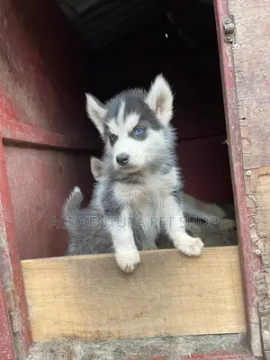 1-3 months Male Purebred Siberian Husky
