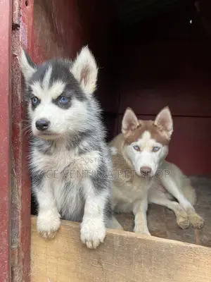 1-3 months Male Purebred Siberian Husky